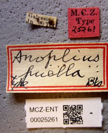 Media type: image;   Entomology 25261 Aspect: labels